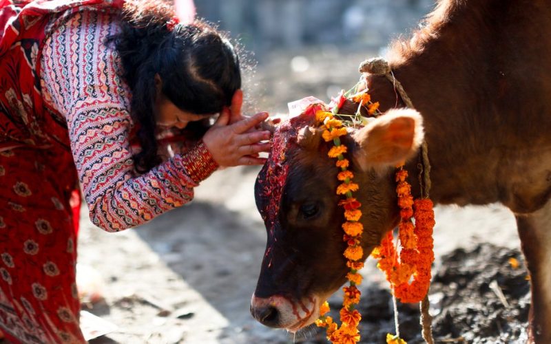 आज तिहारको तेस्रो दिन, गाई पूजा गरेर मनाइँदै