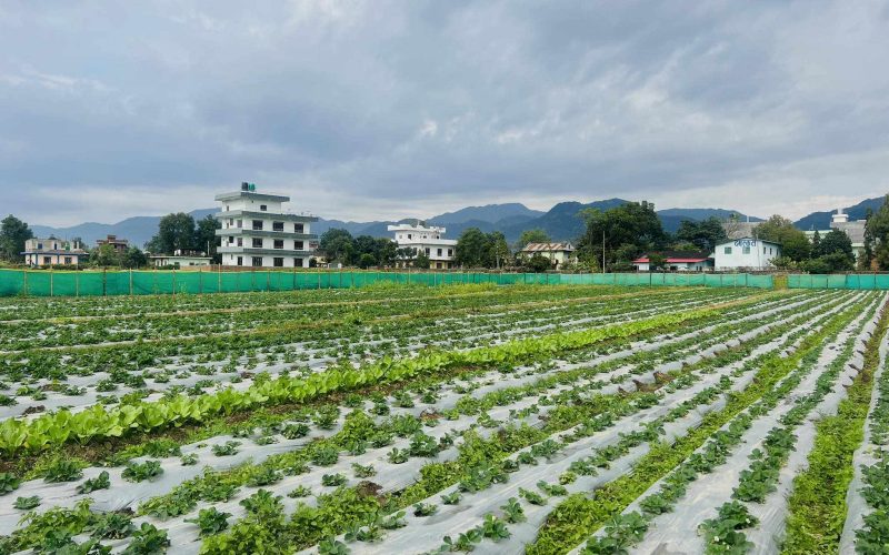 रोल्पा र म्याग्दीका दुई युवा मिलेर दाङमा गरेको स्ट्रबेरी खेती